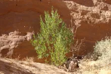 Whole plant