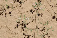 Polycarpaea robbairea flowers