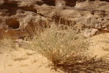 Whole plant