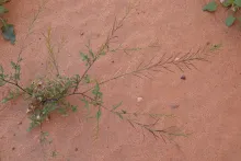 Whole plant