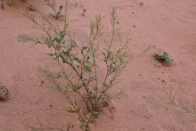 Whole plant