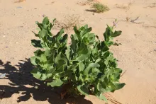 Whole plant