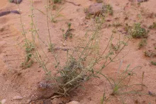 Whole plant