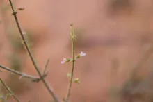 Salvia aegyptiaca flowers
