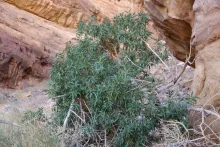 Whole plant