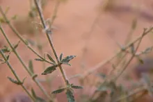 Salvia aegyptiaca leaves