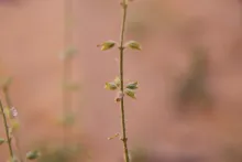 Salvia aegyptiaca fruits