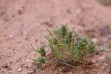 Whole plant