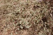 Ziziphus nummularia leaves