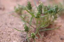 Plantago maris-mortui flowers