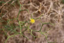 Launaea spinosa flower