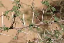 Vachellia gerrardi leaves