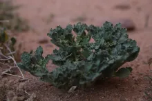 Whole plant