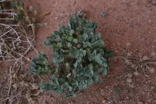 Whole plant