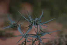Euphorbia retusa leaves
