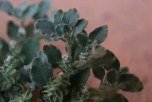 Leaves, flowers and fruits of Anastatica hierochuntica
