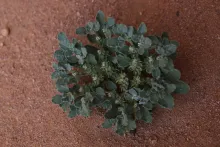 Whole plant