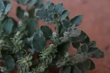 Leaves, flowers and fruits of Anastatica hierochuntica