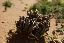 Dried Anastatica hierochuntica