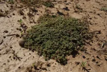 Whole plant