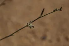 Farsetia aegyptia flower