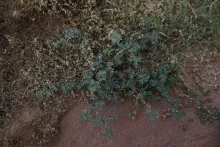 Whole plant