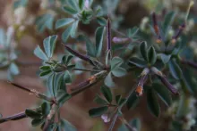 Lotus glinoides fruits