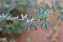 Lotus glinoides flowers