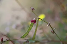 Tephrosia purpurea subsp. apollinea fruit