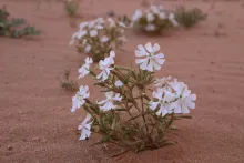 Whole plant