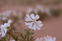Silene villosa flower