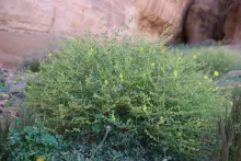 Whole plant