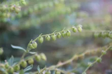 Helianthemum lippii fruits