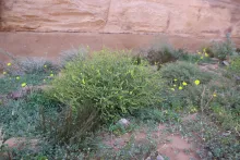 Whole plant