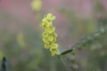 Helianthemum lippii flowers