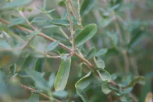 Helianthemum lippii leave
