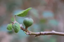 Ficus palmata fruits