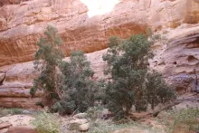 Ficus salicifolia in Sandstone canyons