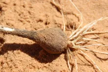 Bulb of Allium atroviolaceum
