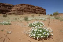Anthemis deserti on Sandy plains and dunes