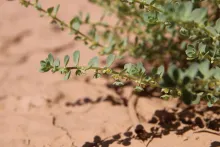 Andrachne telephioides flowers