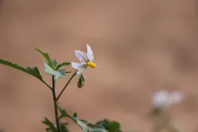 Solanum villosum flower