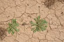 Whole plant