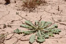 Whole plant