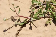 Lepidium aucheri flowers