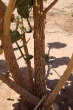 Calotropis procera bark