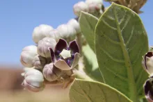 Calotropis procera flower