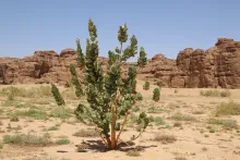 Whole plant