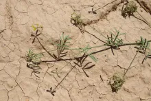 Hippocrepis areolata stem