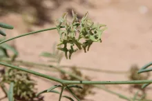Hippocrepis areolata fruit